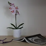 Violeta Hvar
